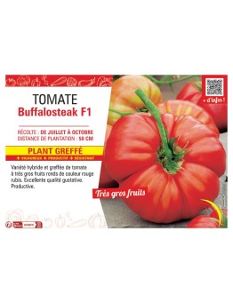 TOMATE BUFFALOSTEAK F1 Plant greffé
