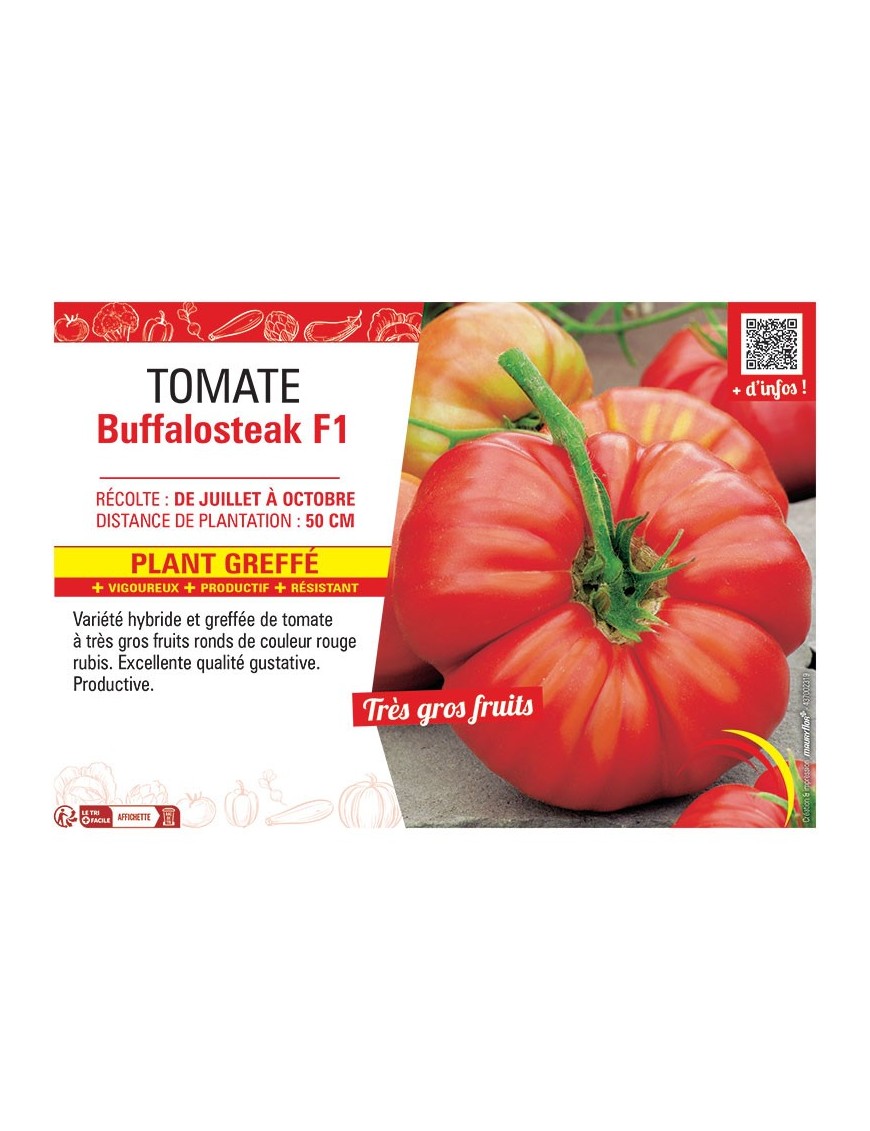 TOMATE BUFFALOSTEAK F1 Plant greffé