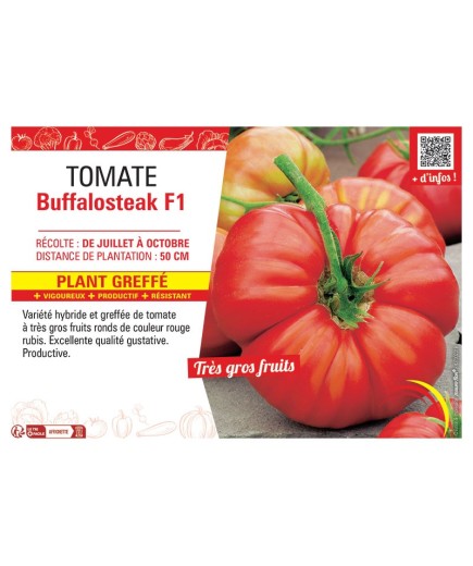 TOMATE BUFFALOSTEAK F1 Plant greffé