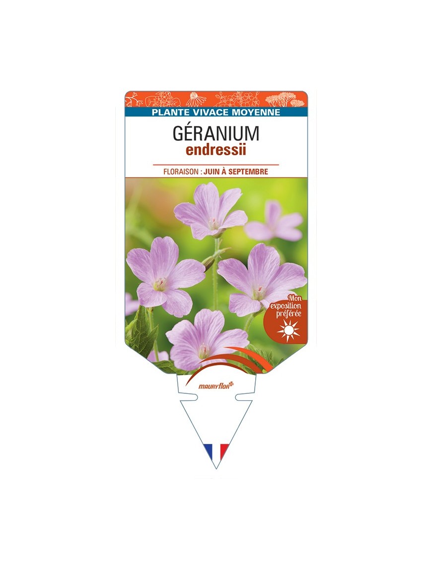 GERANIUM endressii (rose)