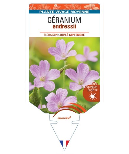 GERANIUM endressii (rose)