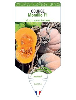 COURGE Montillo F1