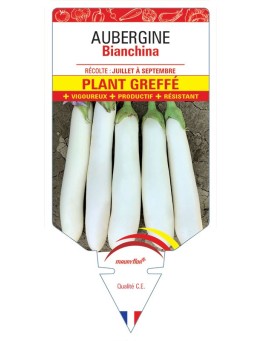 AUBERGINE Bianchina Plant greffé