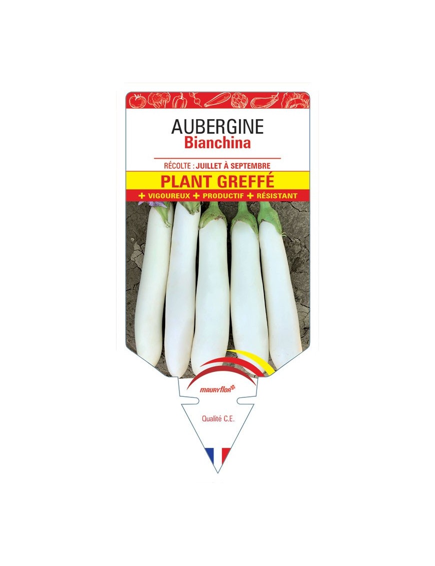 AUBERGINE Bianchina Plant greffé
