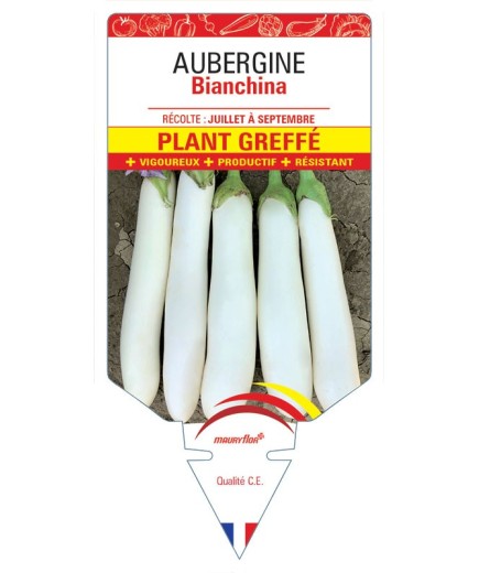 AUBERGINE Bianchina Plant greffé