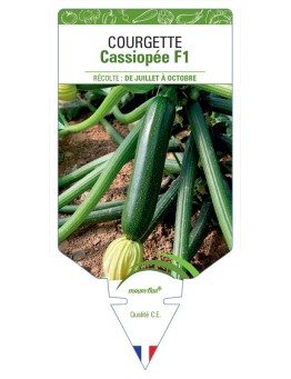COURGETTE CASSIOPÉE F1