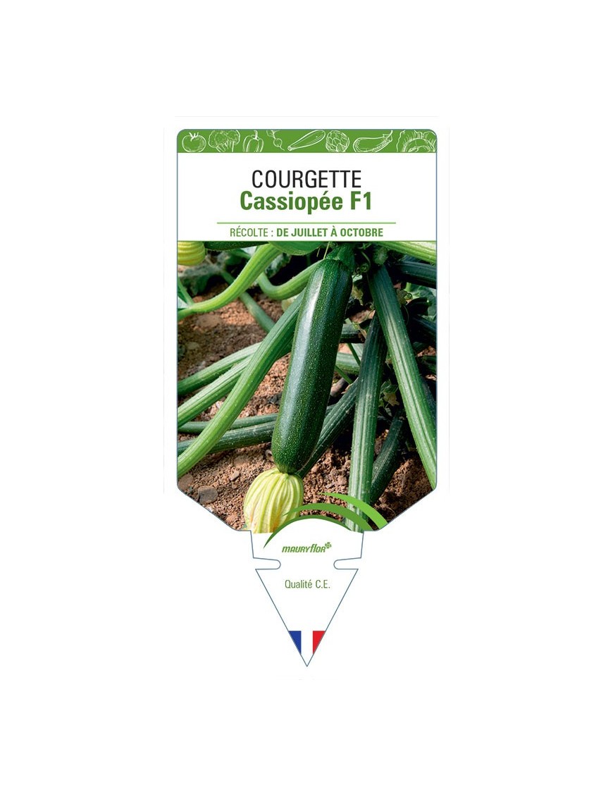 COURGETTE CASSIOPÉE F1