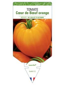 TOMATE CŒUR DE BŒUF ORANGE
