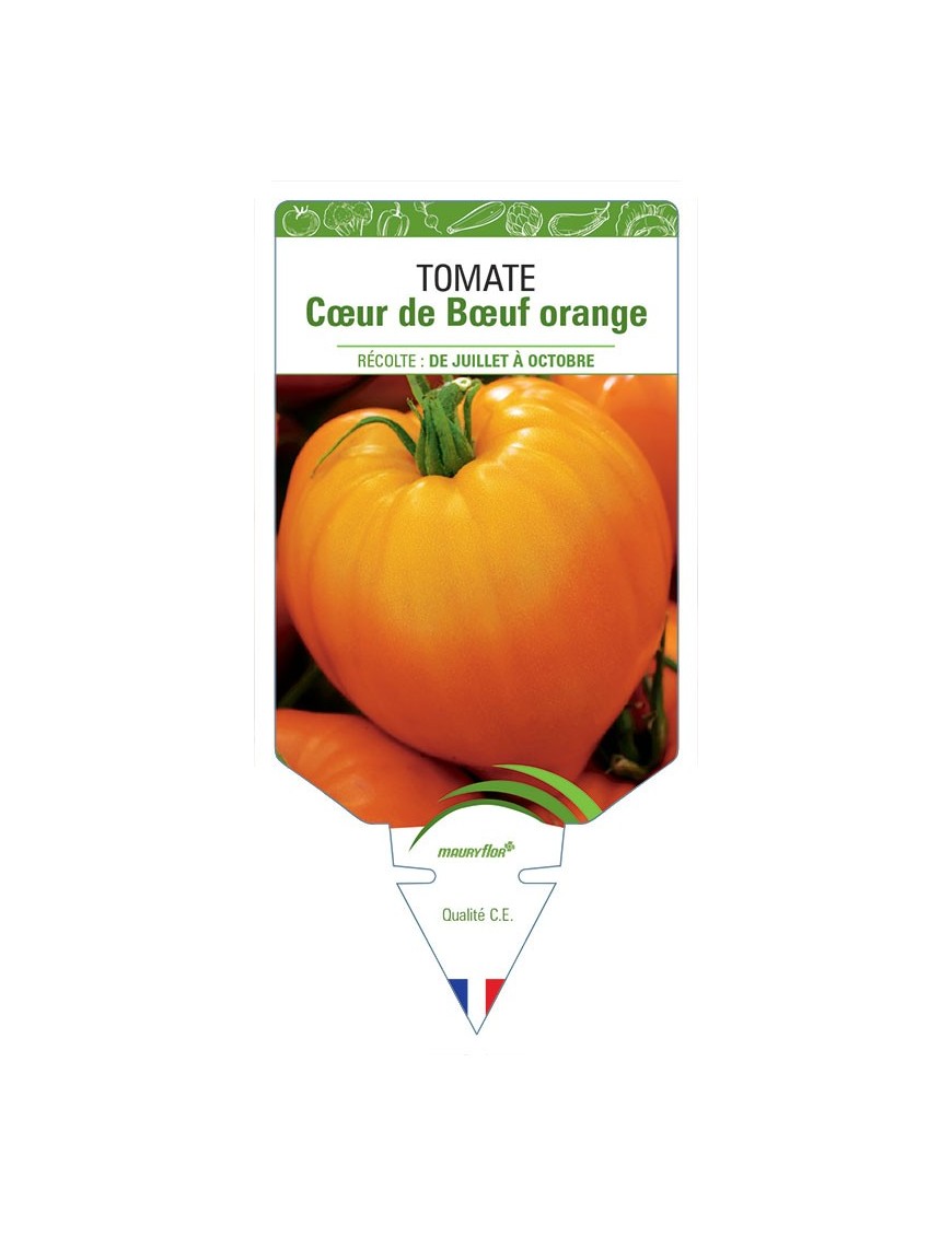 TOMATE CŒUR DE BŒUF ORANGE