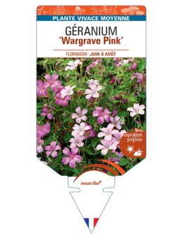 GERANIUM ENDRESSII WARGRAVE PINK