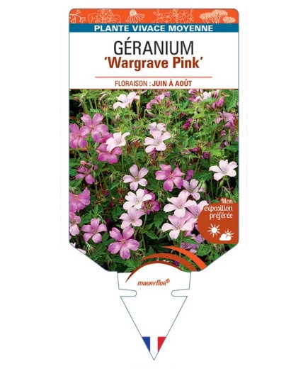 GERANIUM ENDRESSII WARGRAVE PINK