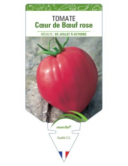 TOMATE CŒUR DE BŒUF ROSE