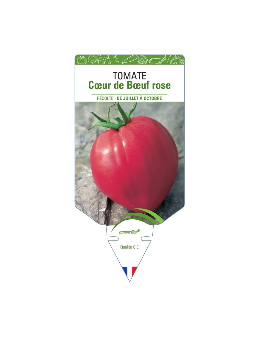 TOMATE CŒUR DE BŒUF ROSE