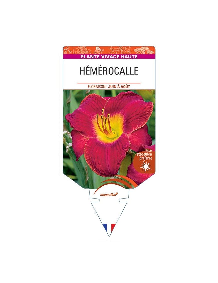HEMEROCALLIS (rouge) *