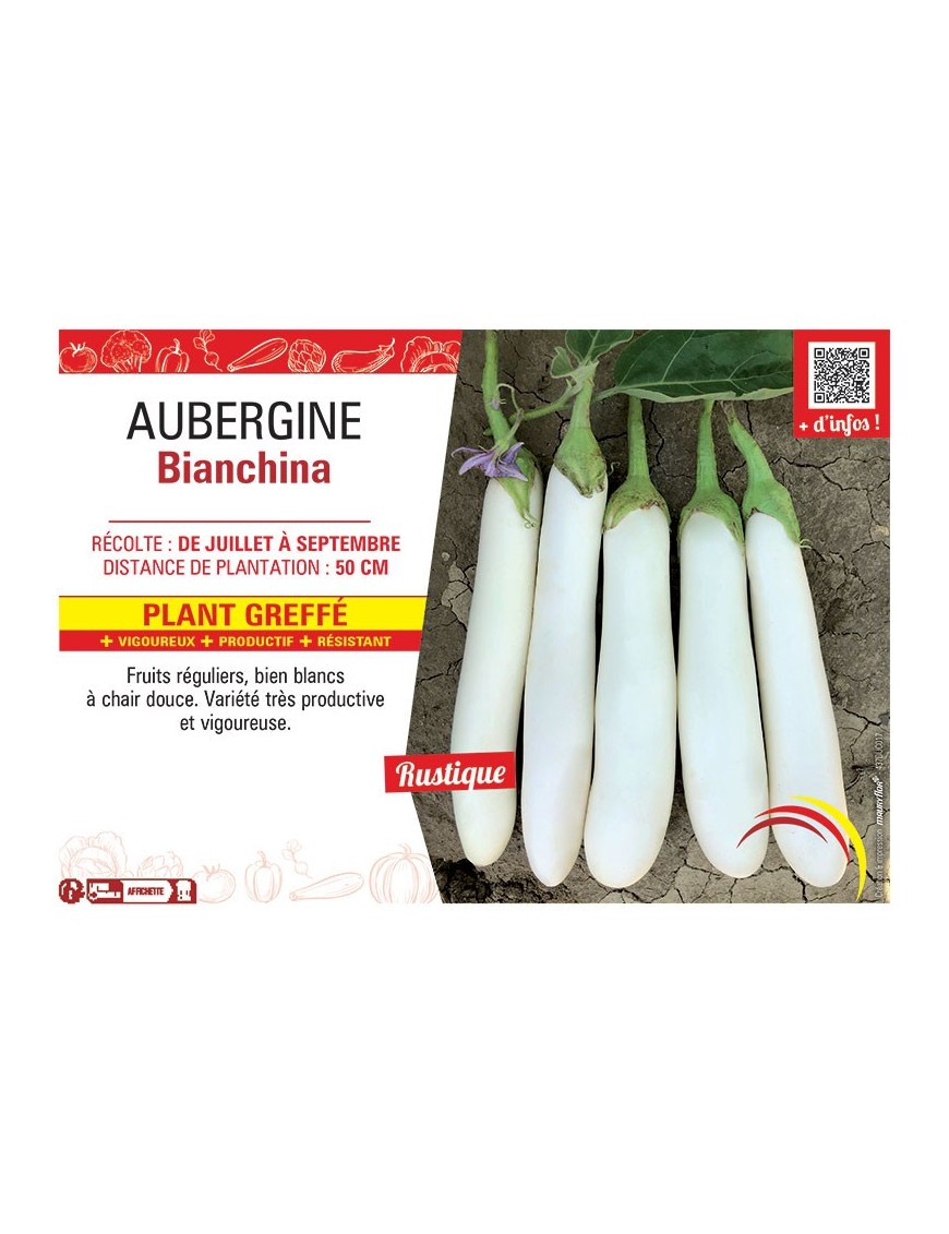AUBERGINE BIANCHINA PLANT GREFFÉ
