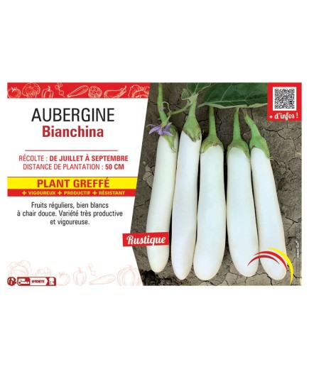 AUBERGINE BIANCHINA PLANT GREFFÉ
