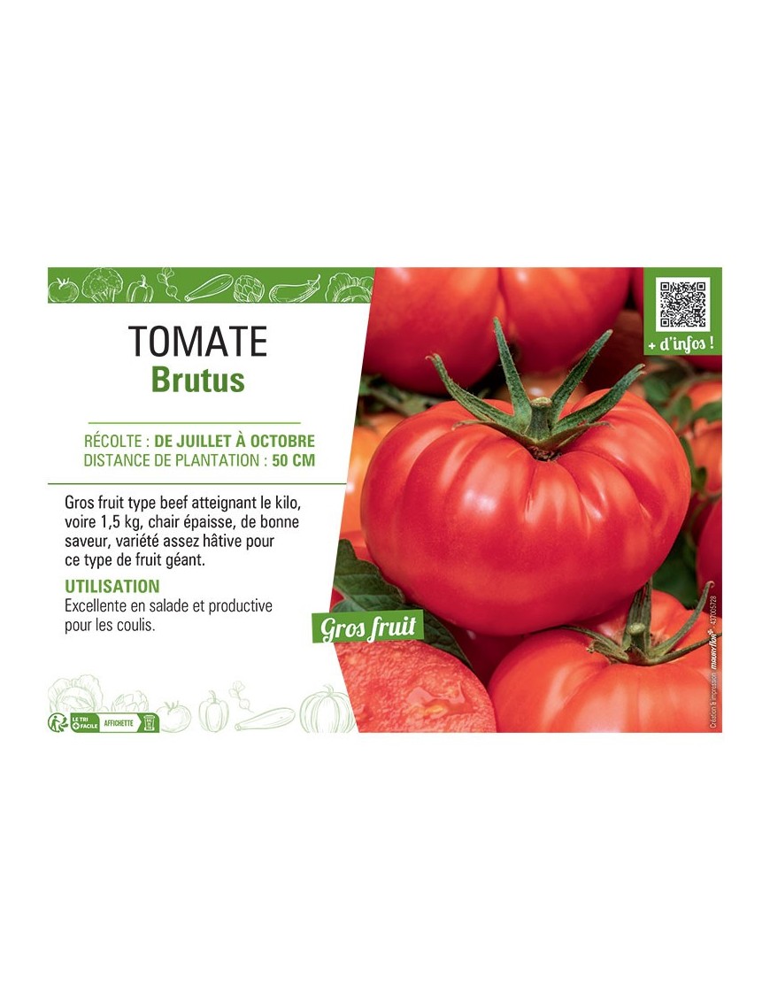 TOMATE BRUTUS