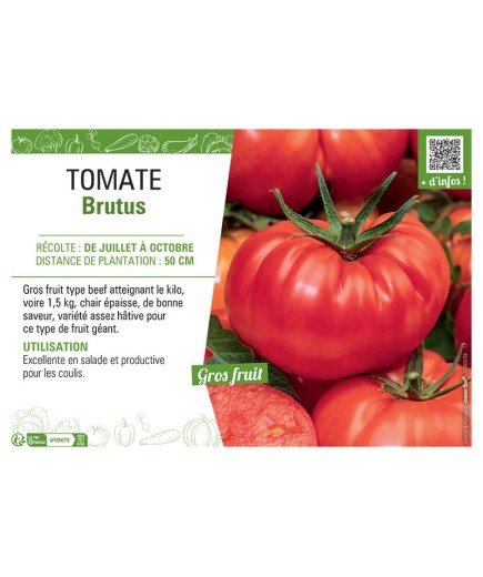 TOMATE BRUTUS