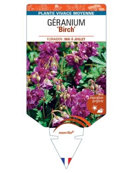 GERANIUM HIMALAYENSE BIRCH