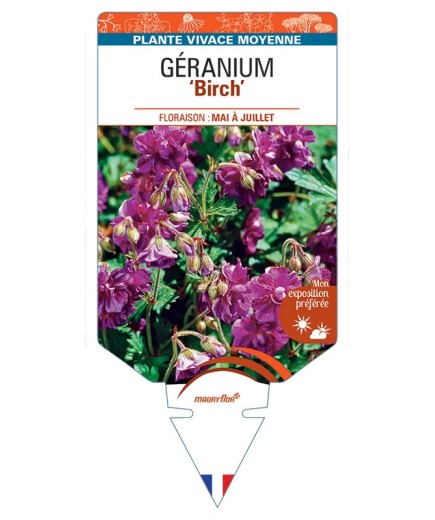 GERANIUM HIMALAYENSE BIRCH