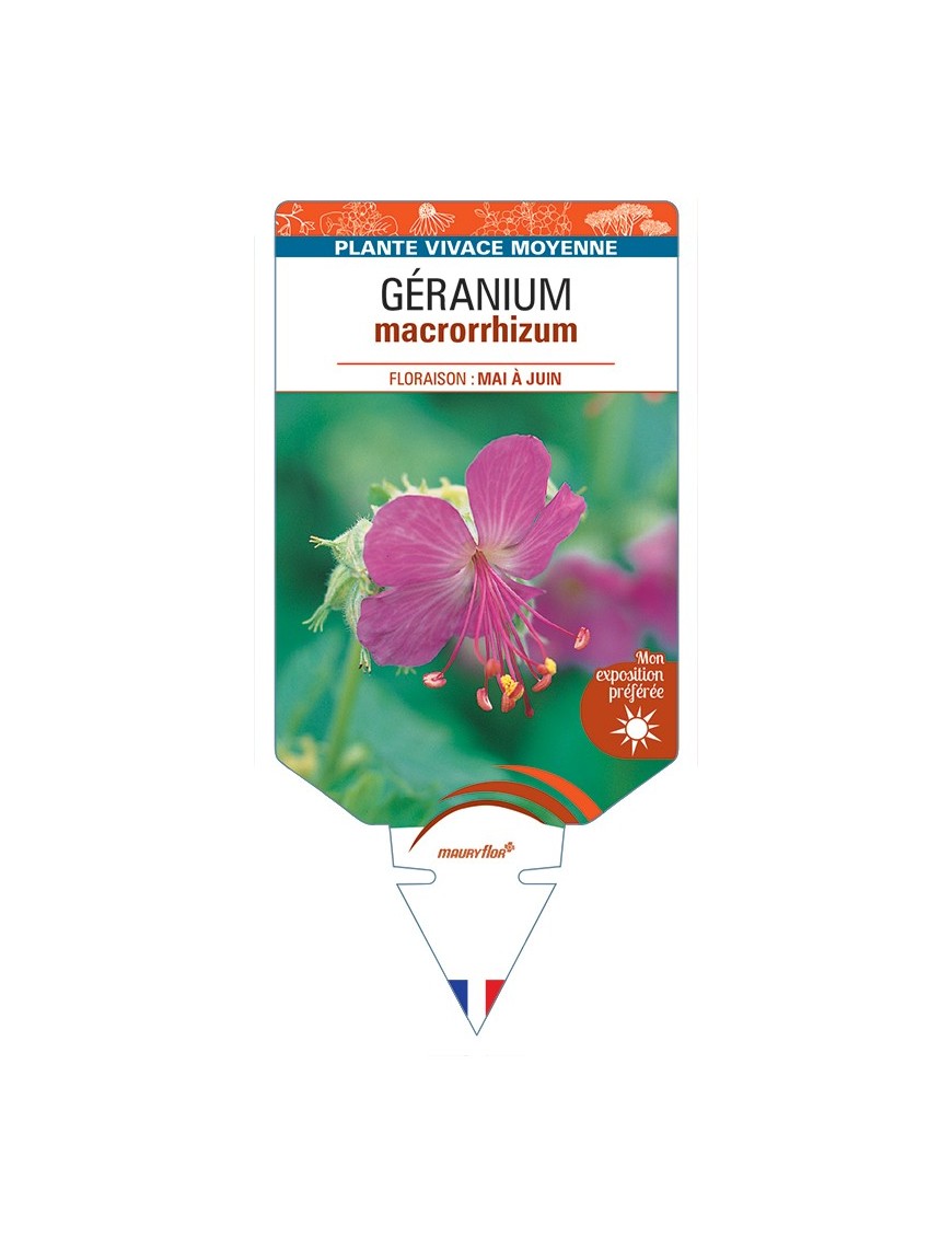 GERANIUM macrorrhizum