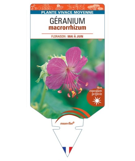 GERANIUM macrorrhizum