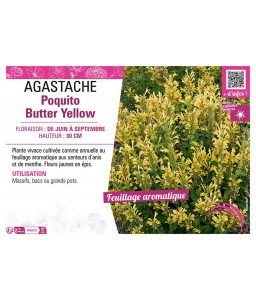AGASTACHE POQUITO BUTTER YELLOW