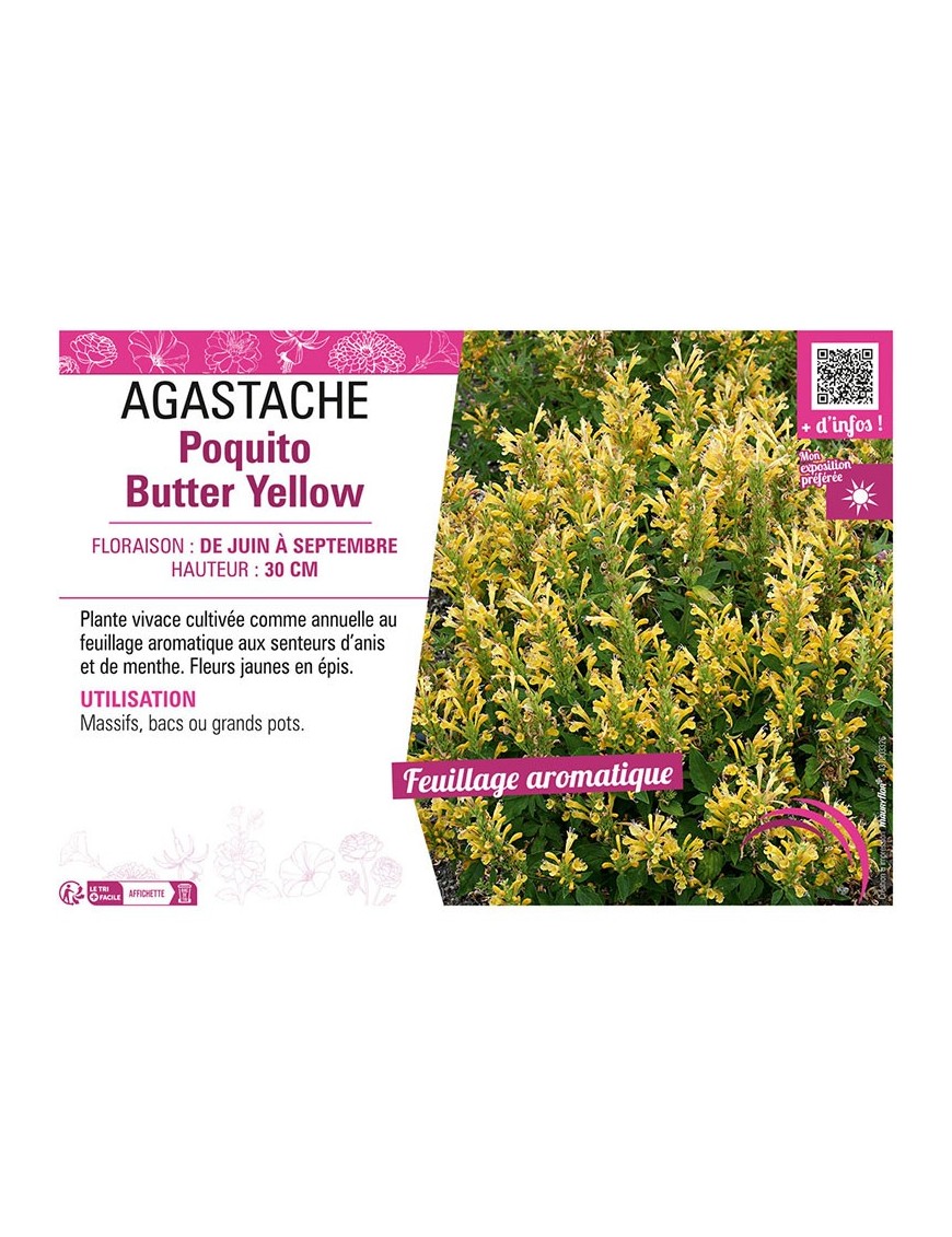 AGASTACHE POQUITO BUTTER YELLOW