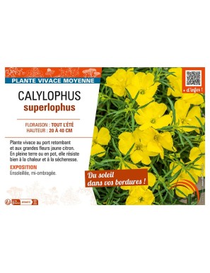 CALYLOPHUS SUPERLOPHUS
