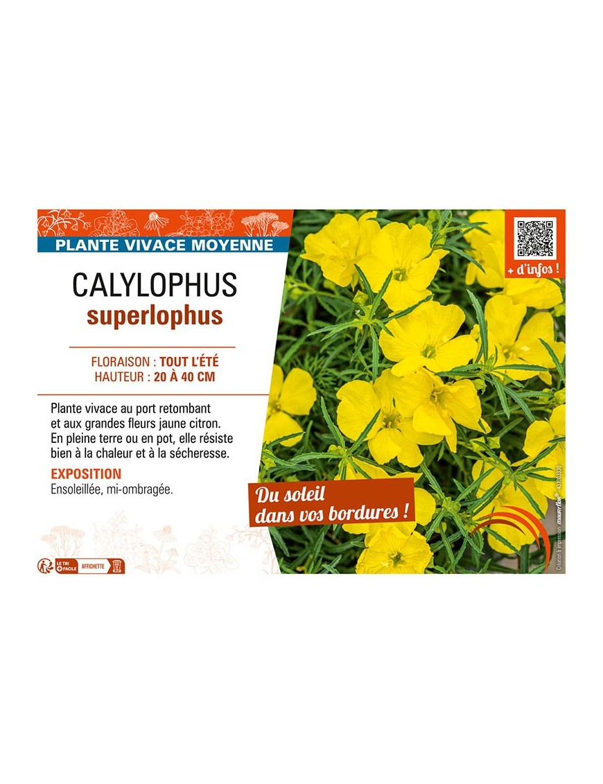 CALYLOPHUS SUPERLOPHUS
