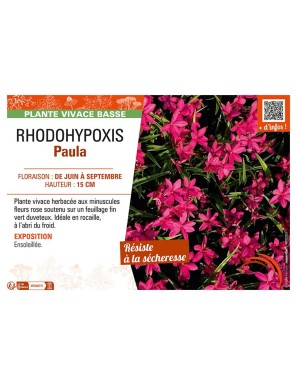RHODOHYPOXIS PAULA