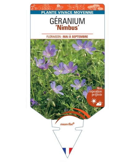 GERANIUM Nimbus