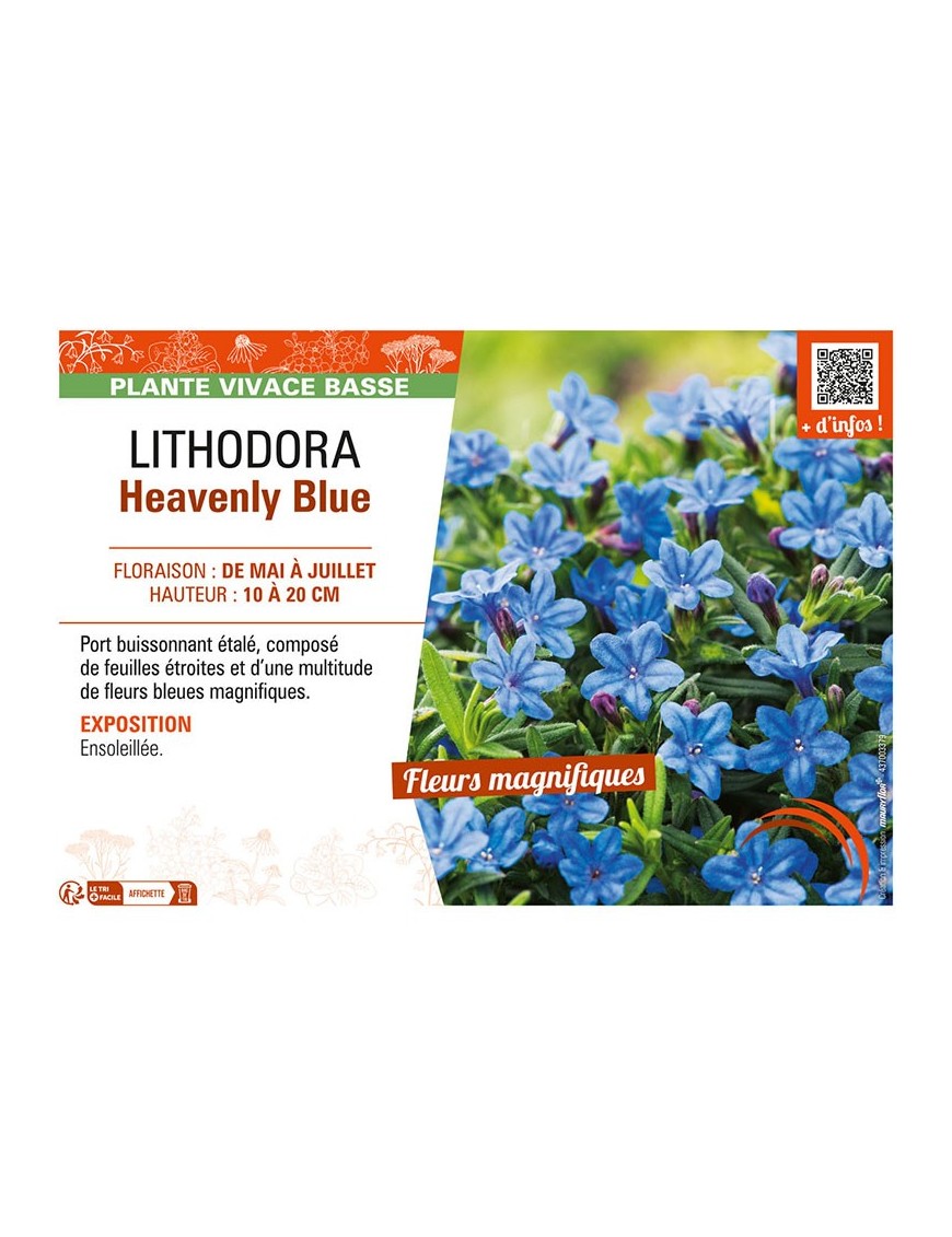 LITHODORA Heavenly Blue