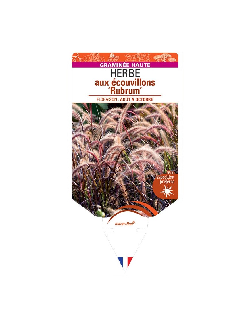 PENNISETUM advena ‘Rubrum’ voir HERBE aux écouvillons *