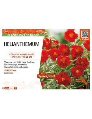 HELIANTHEMUM (rouge)