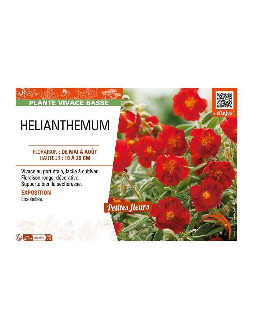 HELIANTHEMUM (rouge)