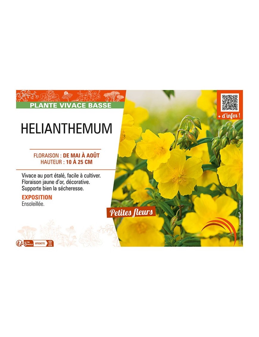 HELIANTHEMUM (jaune)
