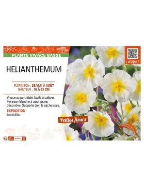 HELIANTHEMUM (blanc)