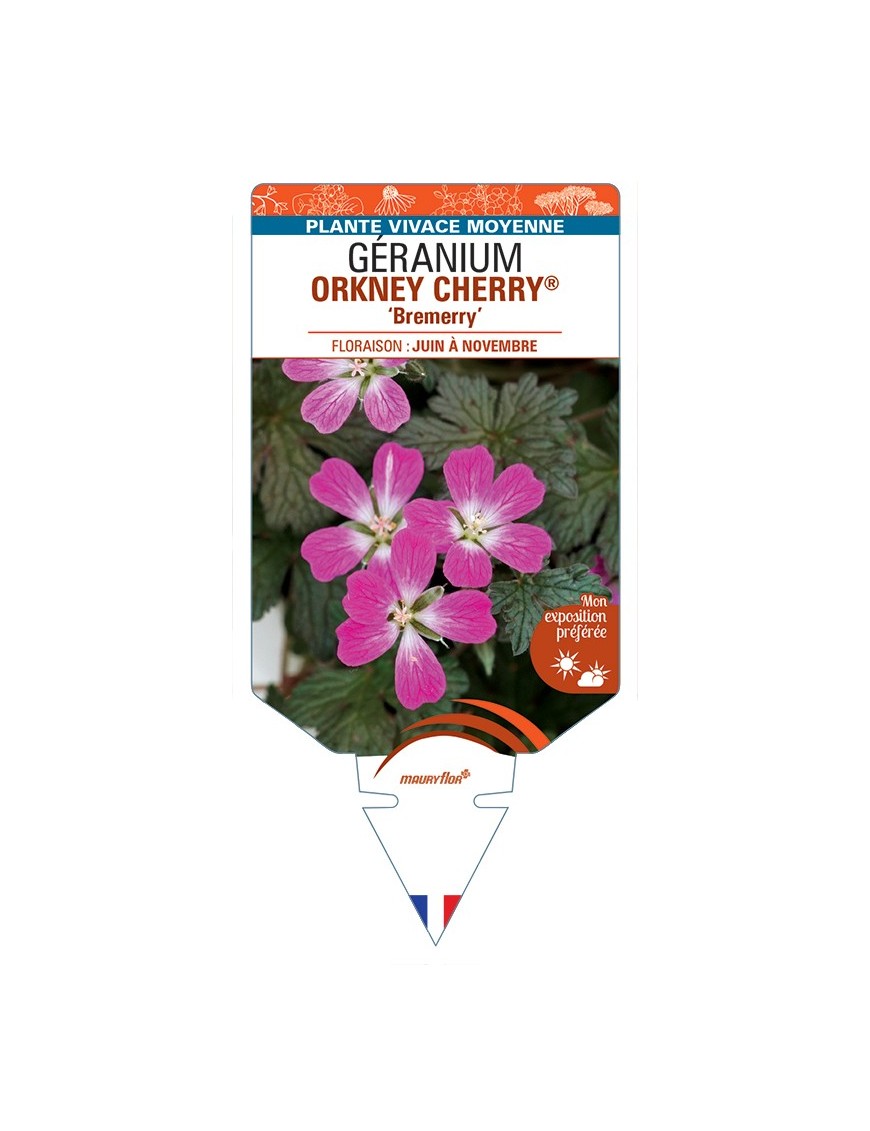 GERANIUM ORKNEY CHERRY® Bremerry