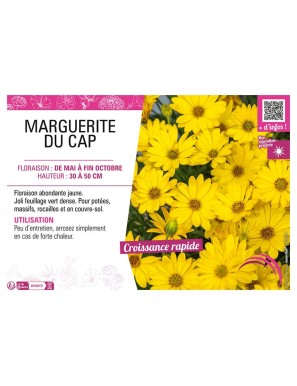 MARGUERITE DU CAP (jaune) (OSTEOSPERMUM)