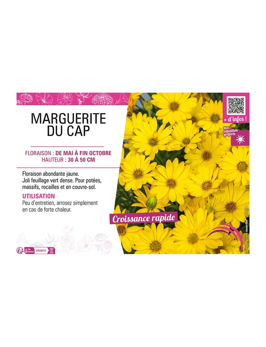 MARGUERITE DU CAP (jaune) (OSTEOSPERMUM)