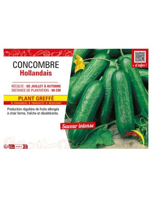 CONCOMBRE HOLLANDAIS Plant greffé