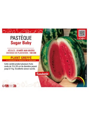 PASTÈQUE SUGAR BABY Plant greffé