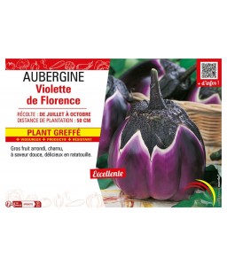 AUBERGINE VIOLETTE DE FLORENCE Plant greffé