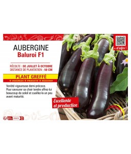AUBERGINE BALUROI F1 Plant greffé