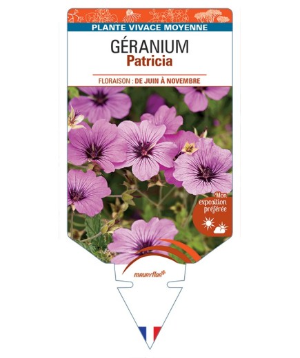 GERANIUM Patricia