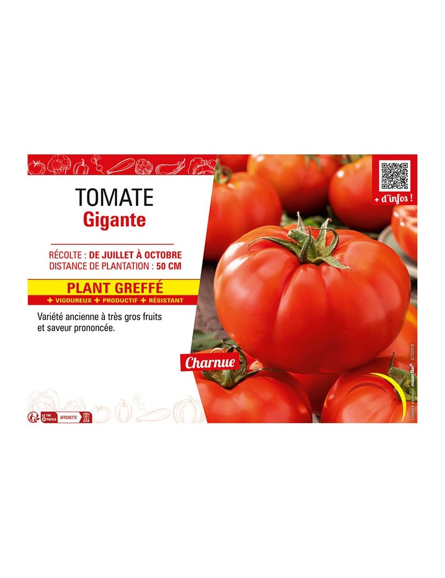 TOMATE GIGANTE Plant greffé