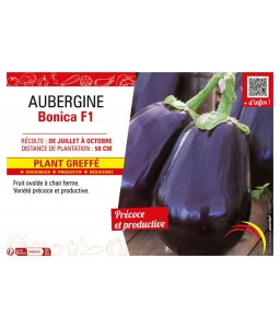 AUBERGINE BONICA F1 Plant greffé
