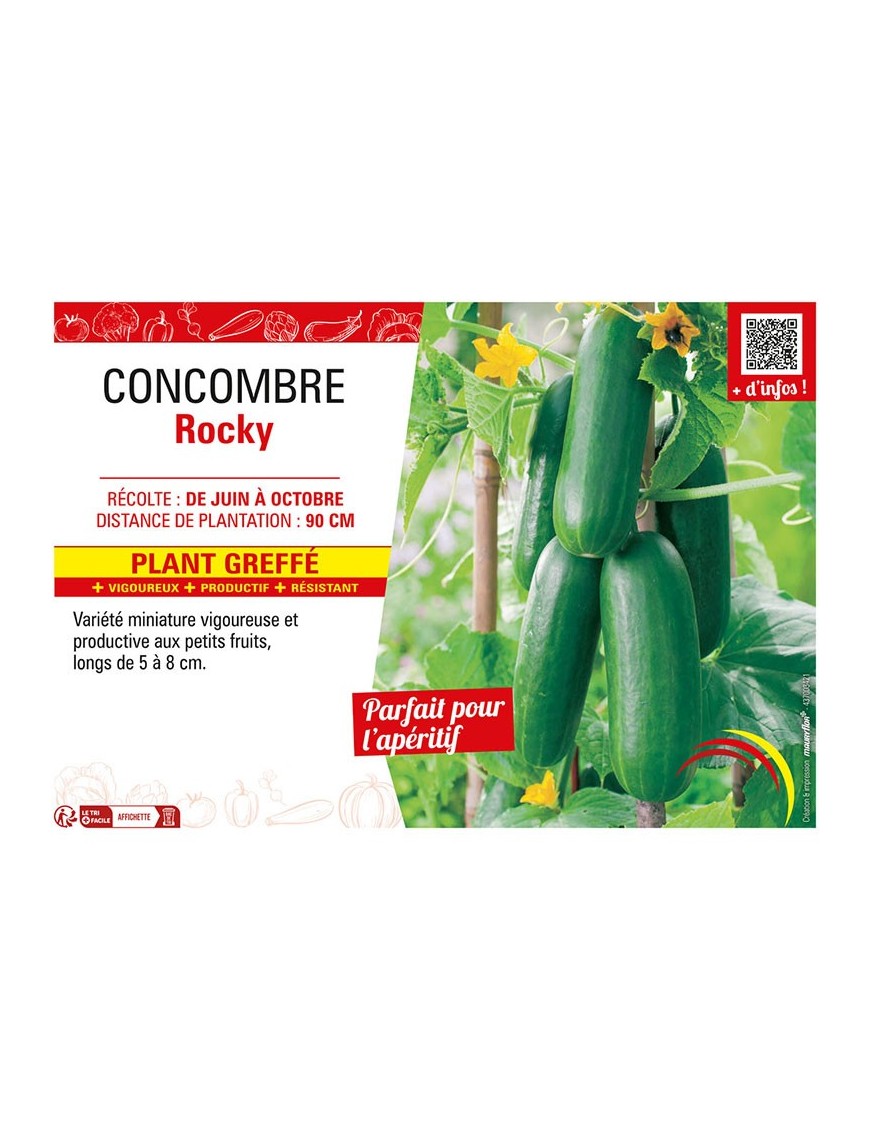 CONCOMBRE ROCKY Plant greffé