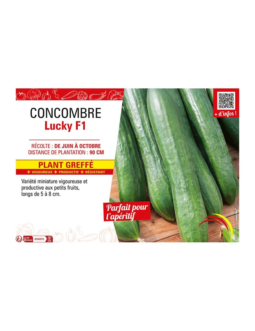 CONCOMBRE LUCKY F1 Plant greffé